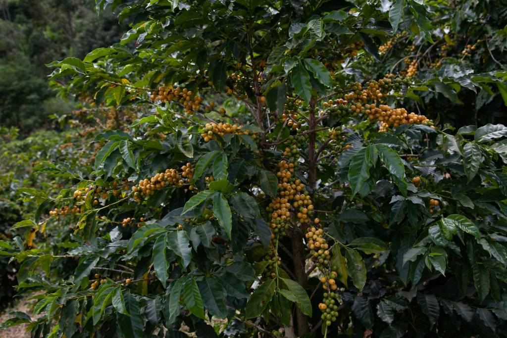 Coffee plant with abundant cherries growing at Finca La Secreta in Colombia.