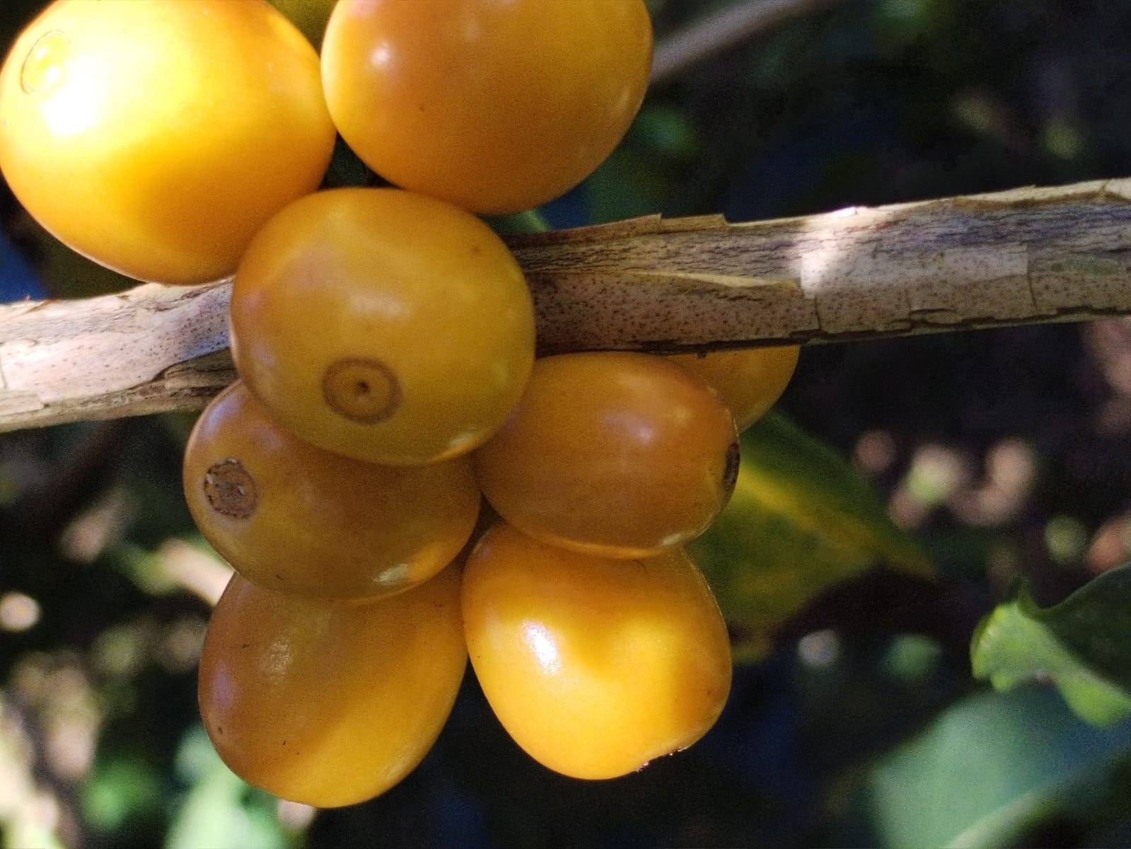 Yellow coffee cherries on a branch at a Peruvian high-altitude farm in Santa Teresa, Cusco