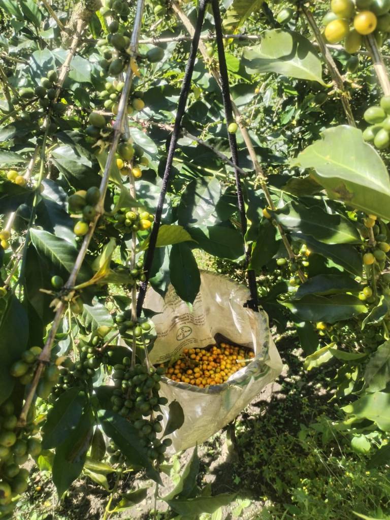 Peruvian specialty coffee plantation in the green highlands of Santa Teresa, Cusco