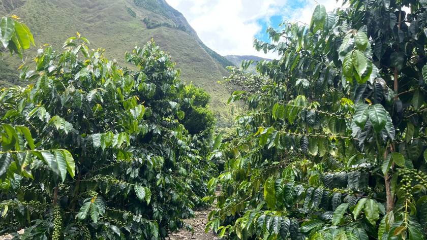 High-altitude Peruvian coffee plantation in the Andes, with rows of lush green coffee trees under a cloudy sky.