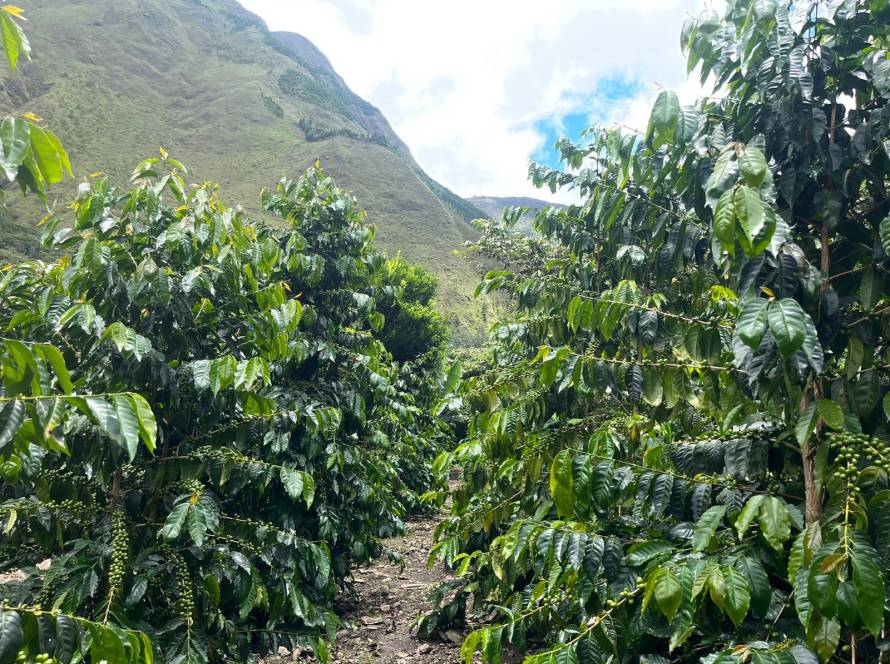 High-altitude Peruvian coffee plantation in the Andes, with rows of lush green coffee trees under a cloudy sky.