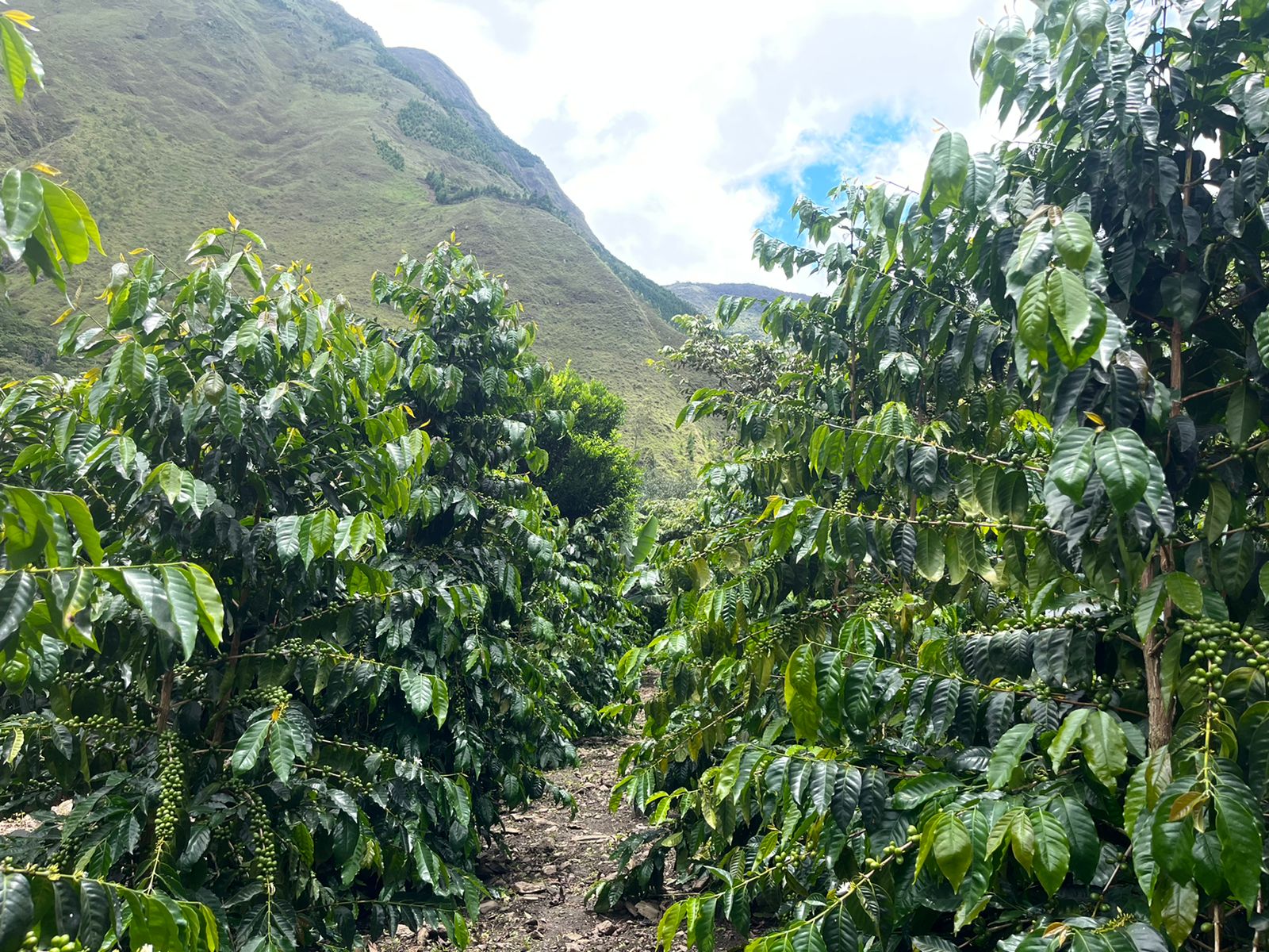 High-altitude Peruvian coffee plantation in the Andes, with rows of lush green coffee trees under a cloudy sky.