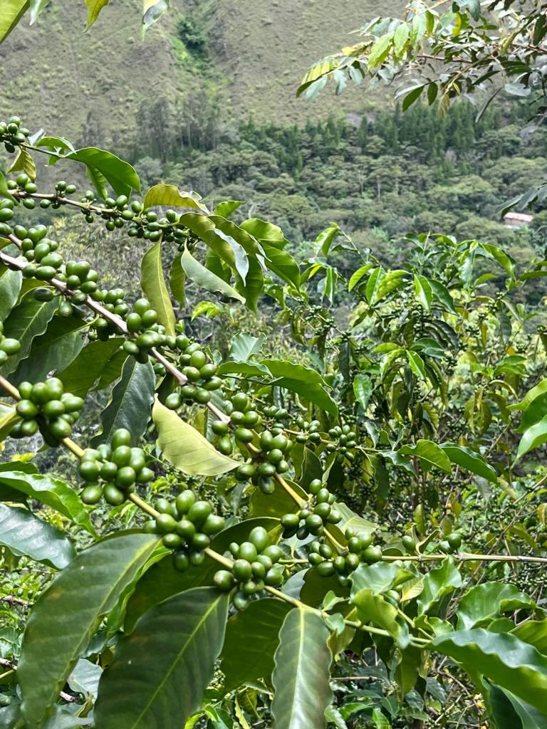View of coffee plantations in the highlands of Santa Teresa, Cusco, Peru