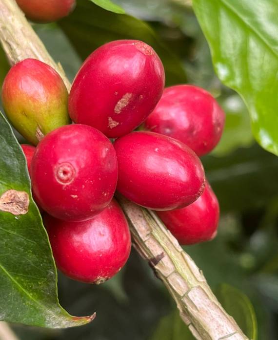 Ripe red coffee cherries used in Peruvian specialty coffee production